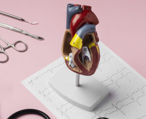 A model heart with a stethoscope on a pink background for detecting Atrial Fibrillation.