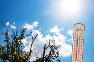 Thermometer on the background of dry leaves. Summer heat or global warming climate change concept.